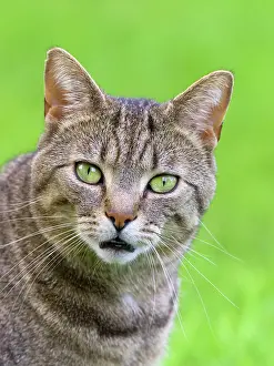 200621: Tabby Cat