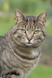 200621: Tabby Cat