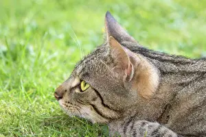 110121: Tabby Cat