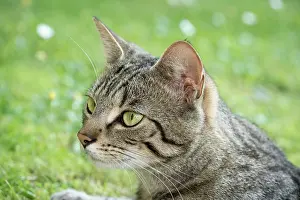 110121: Tabby Cat