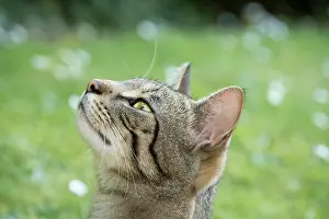 110121: Tabby Cat