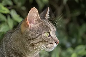 110121: Tabby Cat