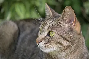 110121: Tabby Cat