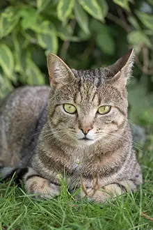 110121: Tabby Cat