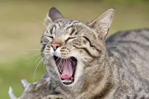 050221: Tabby Cat