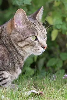 050221: Tabby Cat