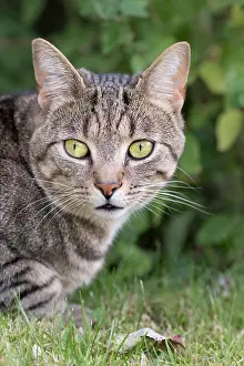 050221: Tabby Cat