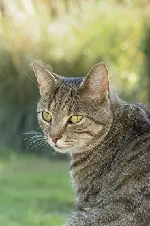 960521: Tabby Cat