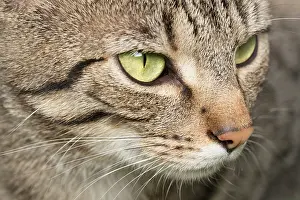 960521: Tabby Cat