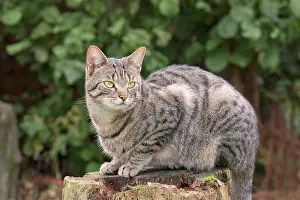 960521: Tabby Cat