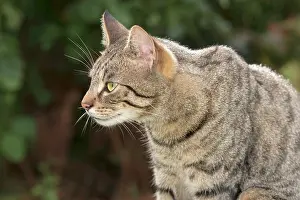 960521: Tabby Cat