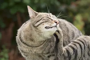 960521: Tabby Cat