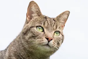 960521: Tabby Cat