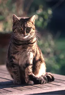 Basking: TABBY CAT