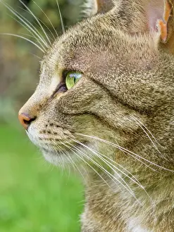 200621: Tabby Cat