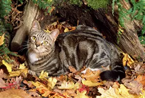 Autmn: Tabby Cat - in autmn setting