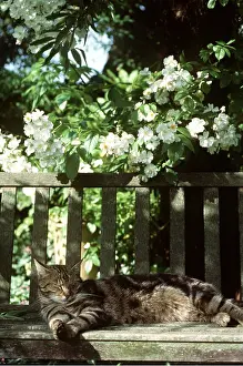Bench: Tabby CAT on bench
