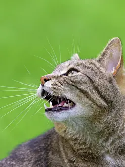 Chattering: Tabby Cat chattering at birds