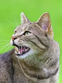 Chattering: Tabby Cat chattering at birds