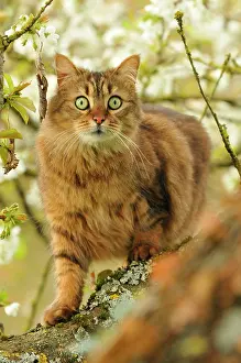 Private: Tabby cat on a cherry blossom branch in a garden