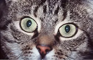 Staring: TABBY CAT - close-up of face