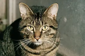 Pat Morris: TABBY CAT - Close-up of head