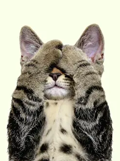 Unbelievable: Tabby cat covering eyes with paws