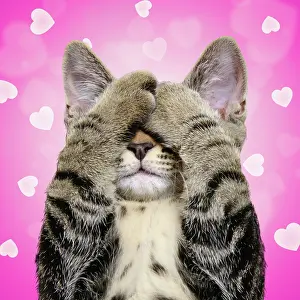 170222: Tabby cat covering eyes in front of a pink hearts background