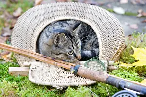 Tackle: Tabby cat in a creel Oberbruck Haut-Rhin