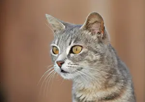 Riviera: Tabby cat, Dolcedo, Riviera dei Fiori, Liguria