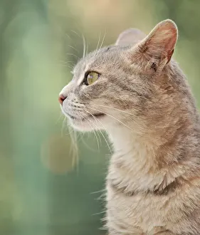 Riviera: Tabby cat, Dolcedo, Riviera dei Fiori, Liguria
