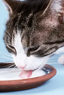 Bowl: TABBY CAT drinking milk