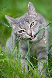 Stalks: Tabby cat eating a stalk of grass France