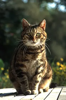 Queen: TABBY CAT - female sitting on garden table