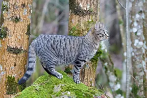 Oberbruck: Tabby cat in the forest Oberbruck in the Haut-Rhin