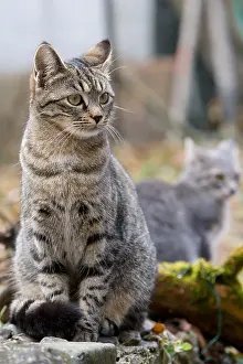 Unsharp: Tabby cat in the forest Oberbruck Haut-Rhin