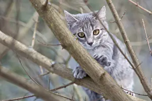Oberbruck: Tabby cat in forest Oberbruck Haut Rhin