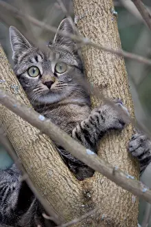 Oberbruck: Tabby cat in forest Oberbruck Haut Rhin