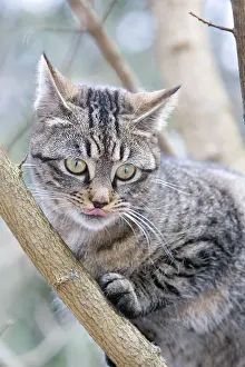 Licked: Tabby cat in forest Oberbruck Haut Rhin