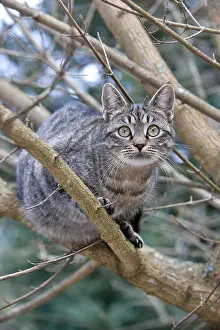 Oberbruck: Tabby cat in forest Oberbruck Haut Rhin