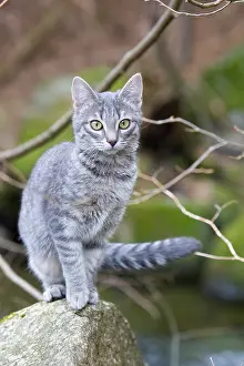 Pieces: Tabby cat in forest Oberbruck Haut Rhin