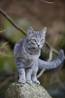 Pieces: Tabby cat in forest Oberbruck Haut Rhin