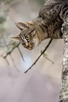 Unsharp: Tabby Cat in the forest Oberbruck Haut-Rhin