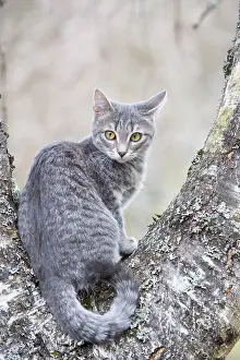 Unsharp: Tabby Cat in the forest Oberbruck Haut-Rhin