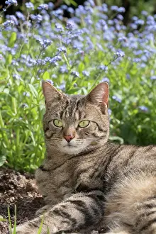 Nots: Tabby Cat in front of Forget-me-nots