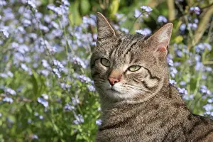 Nots: Tabby Cat in front of Forget-me-nots
