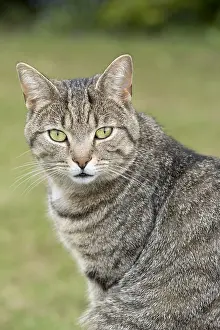 211119: Tabby Cat in garden