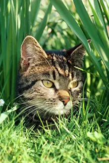 Tabby CAT - Head