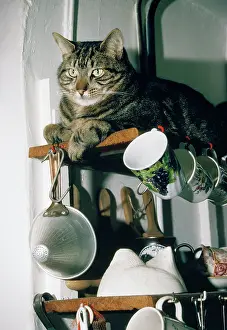 Unhygienic: Tabby Cat - on kitchen shelf
