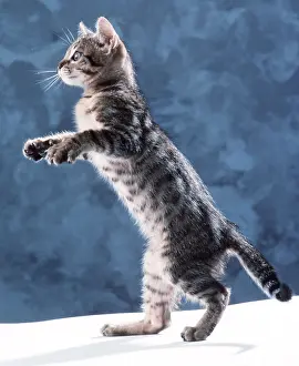 Expresssions: Tabby CAT - Kitten